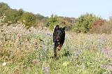 BEAUCERON 166